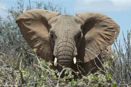 WCS Welcomes EU Steps on Further Restricting its Domestic Ivory Market